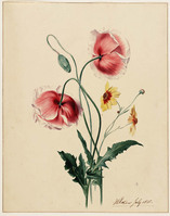 BB 049
<br/>
Papaver en coreopsis
<br/>
<em>Reekers, Hendrik (1815-1854)</em>